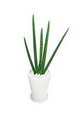 Cylindrical Snake Plant, Spear Sansevieria,石筆虎尾兰,شمشیری,سانسویریا استوانه ای مار
